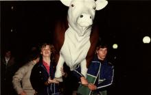 1979-10-31: Bessie, a steer from Saugus’ Hillstop Steakhouse out for a “Walk Aboutl” on MIT Campus